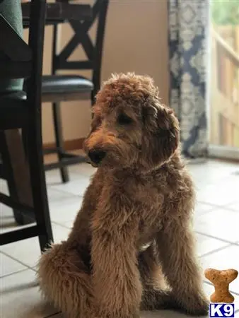 Goldendoodles stud dog