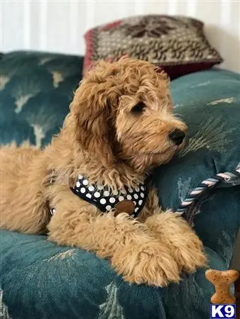 Goldendoodles stud dog