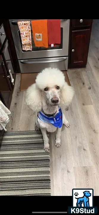 Poodle stud dog