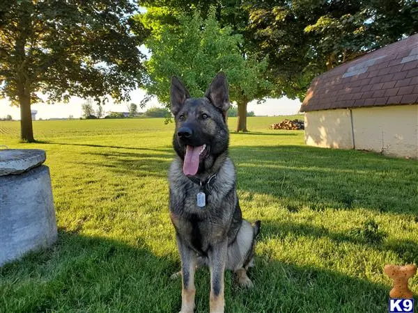 German Shepherd stud dog