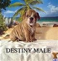 english bulldog puppy posted by gds2000_us