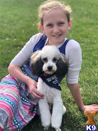 a boy holding a poodle dog