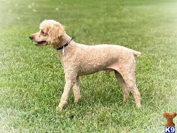 Poodle stud dog