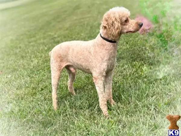 Poodle stud dog