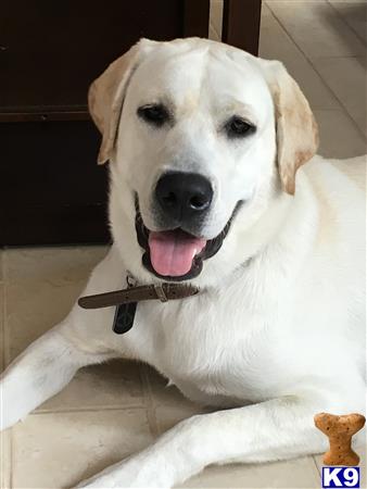 Labrador Retriever dog