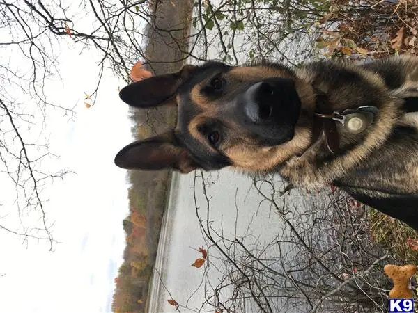 German Shepherd stud dog