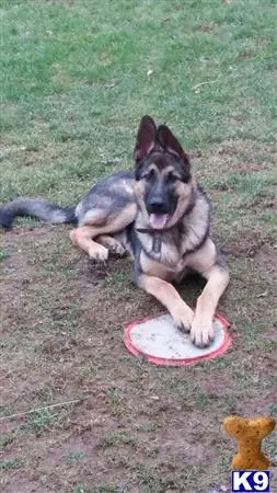 German Shepherd stud dog