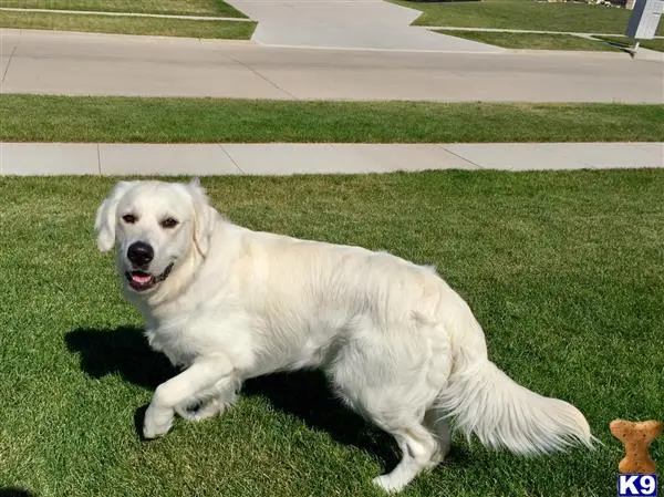 Golden Retriever stud dog