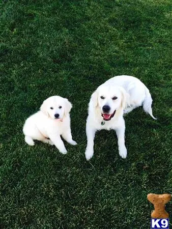 Golden Retriever stud dog