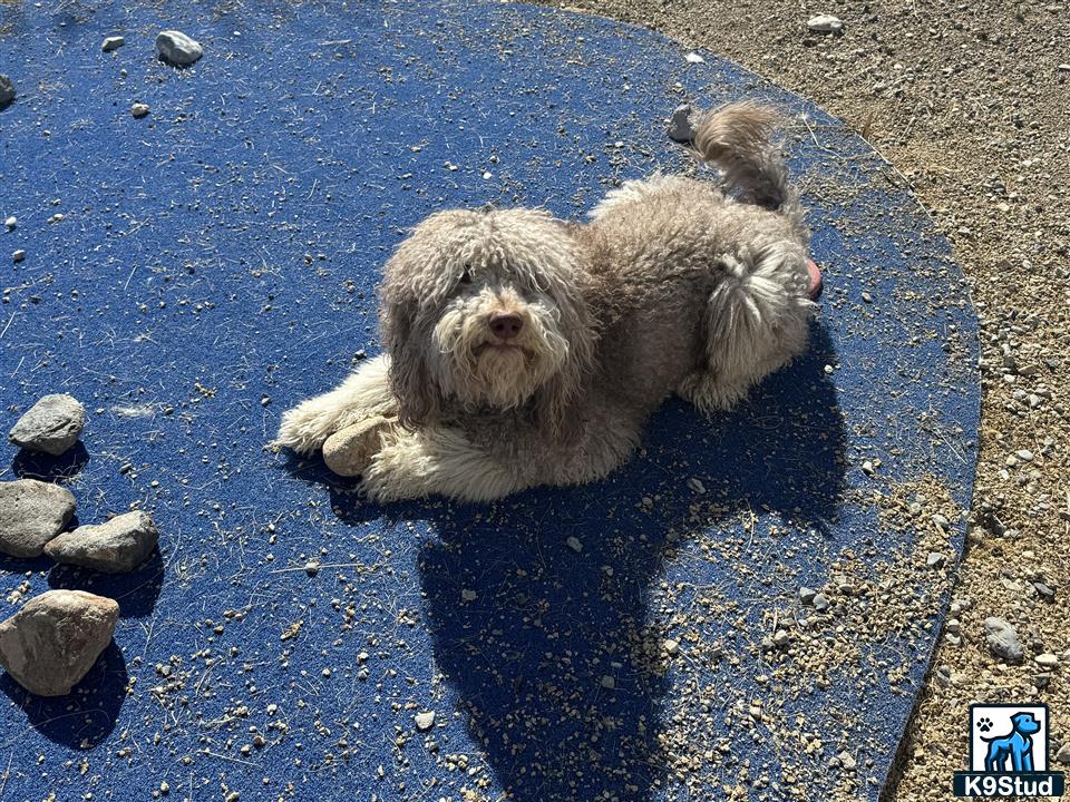 a goldendoodles dog lying on the ground