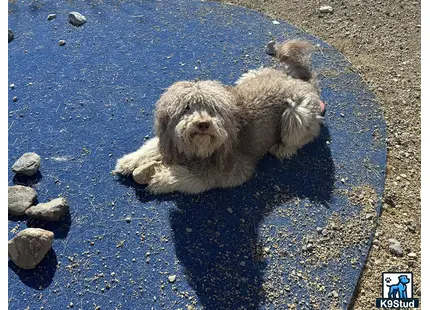 a goldendoodles dog lying on the ground