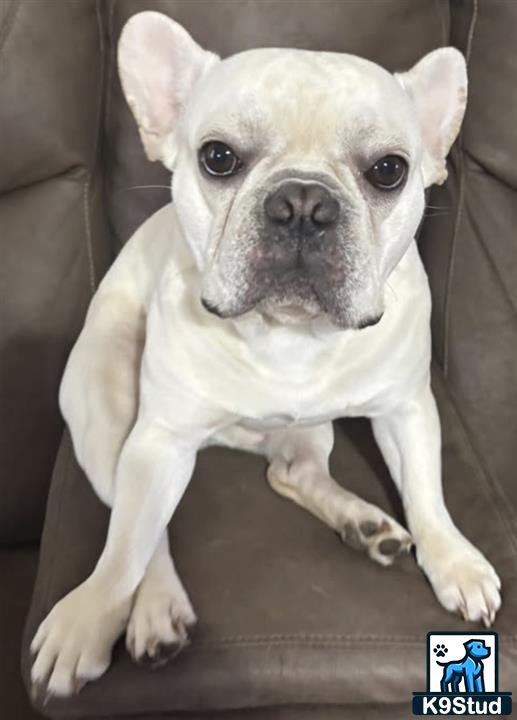 a french bulldog dog sitting on a couch