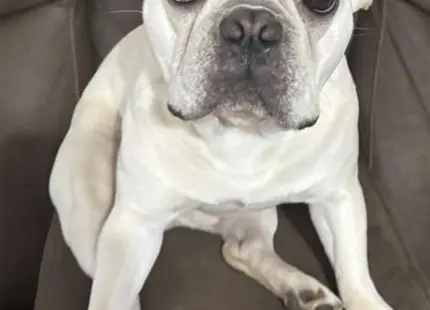 a french bulldog dog sitting on a couch
