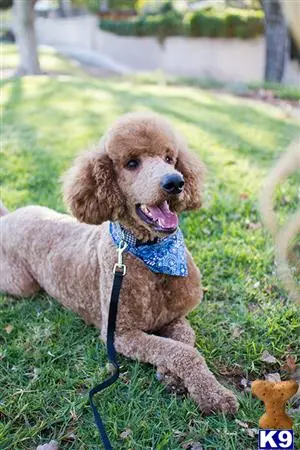 Poodle stud dog