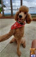 KinzieDoodles available Poodle puppy located in CORONA