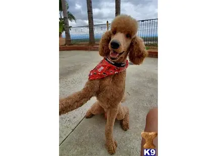 a poodle dog wearing a red shirt