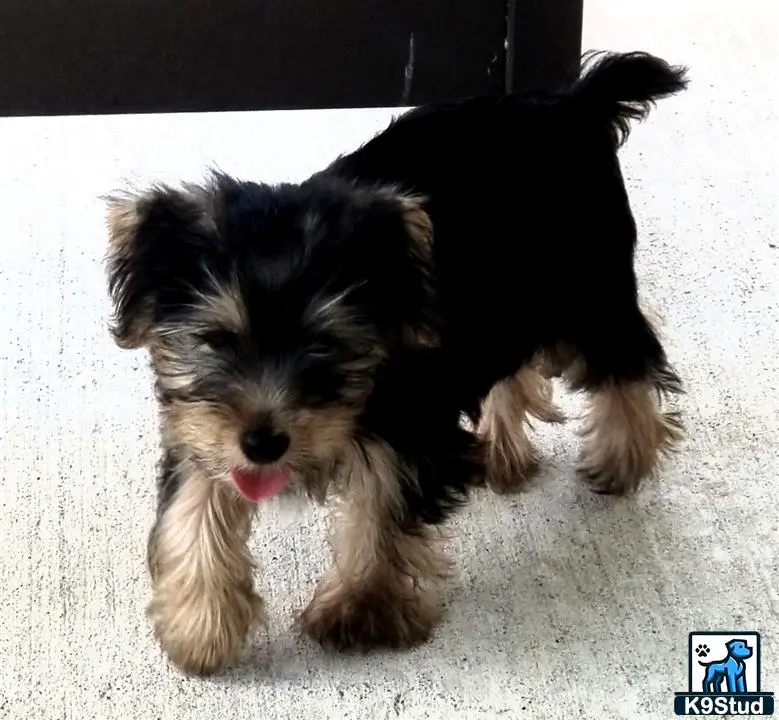 Yorkshire Terrier stud dog: a yorkshire terrier dog lying on the ground