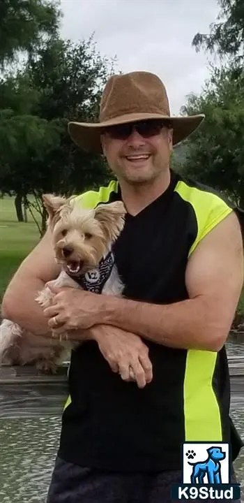 Yorkshire Terrier stud dog: a person holding a yorkshire terrier dog