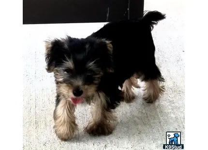 Yorkshire Terrier stud dog: a yorkshire terrier dog lying on the ground