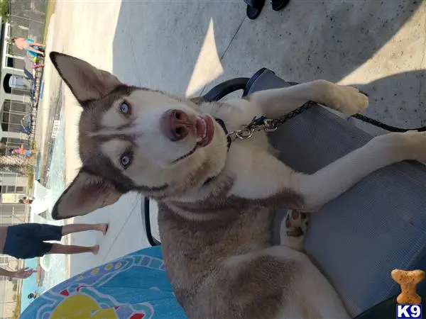 Siberian Husky female dog