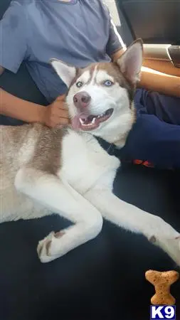 Siberian Husky female dog