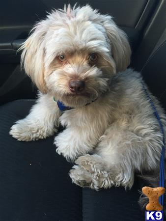 havanese stud service havanese stud teddy 4 years havanese stud service havanese stud teddy 4 years