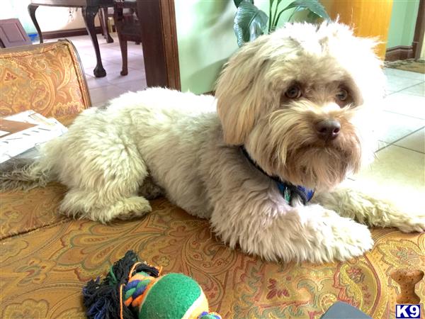 havanese stud service havanese stud teddy 4 years havanese stud service havanese stud teddy 4 years