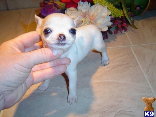 chihuahua puppy posted by genezioclementjunior