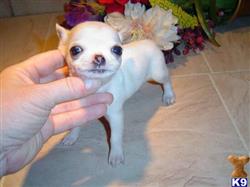Chihuahua