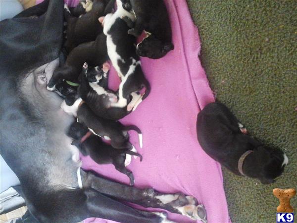great dane puppy posted by gentlegiants2013