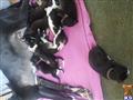 great dane puppy posted by gentlegiants2013