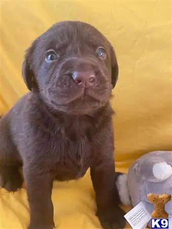 Labrador Retriever puppy for sale