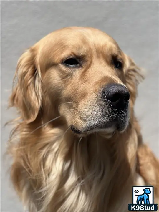 Golden Retriever stud dog: a golden retriever dog looking at the camera
