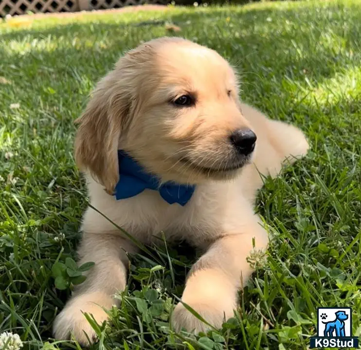 Golden Retriever stud dog: a golden retriever puppy sitting in the grass