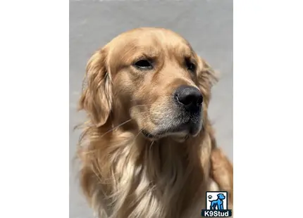 Golden Retriever stud dog: a golden retriever dog looking at the camera