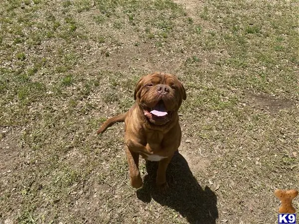 Dogue De Bordeaux stud dog