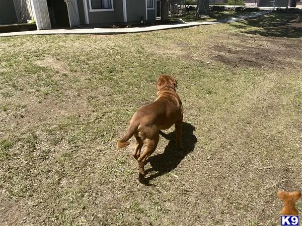 Dogue De Bordeaux stud dog