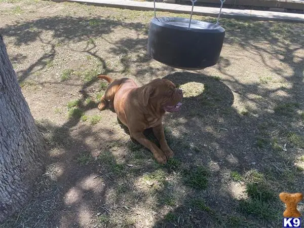 Dogue De Bordeaux stud dog