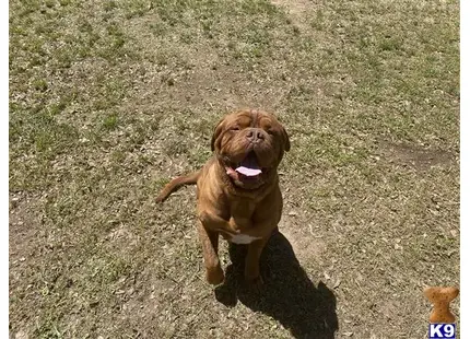 Dogue De Bordeaux