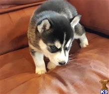 siberian husky puppy posted by gerardsteve19