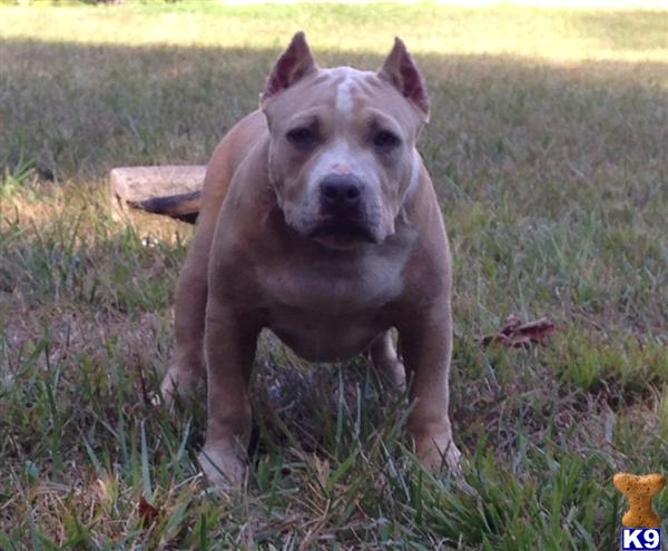 american pit bull puppy posted by gerash0109