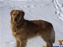 Gunner available Golden Retriever puppy located in ELK MOUND