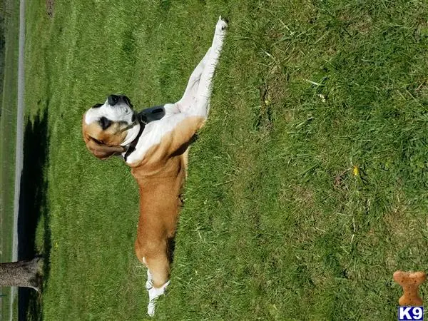 Mixed Breed female dog