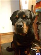 steinhausen rottweilers rottweiler stud dogs in indiana steinhausen rottweilers rottweiler stud dogs in indiana