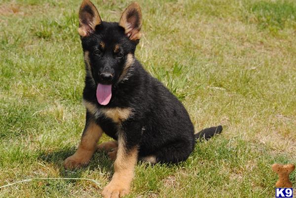 German Shepherd Puppy for Sale: Gorgeous pup for Active Family 12 Years old