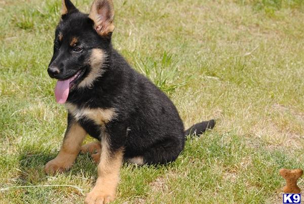 German Shepherd Puppy for Sale: Gorgeous pup for Active Family 12 Years old
