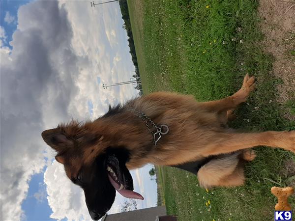 a german shepherd dog standing on its hind legs