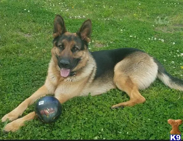 German Shepherd stud dog