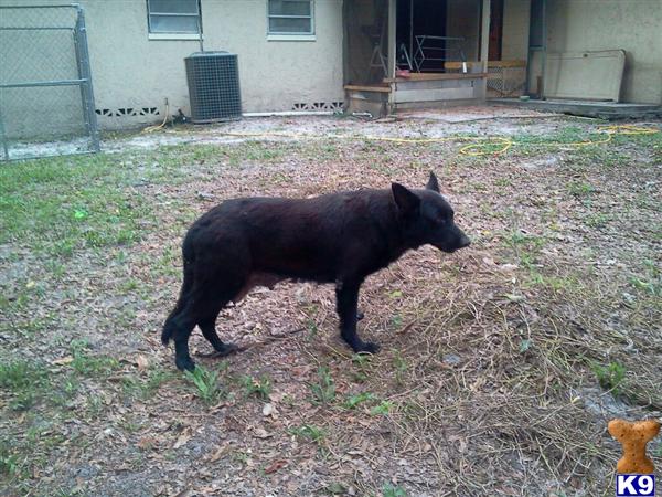 German Shepherd dog