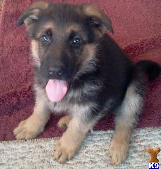 German Shepherd